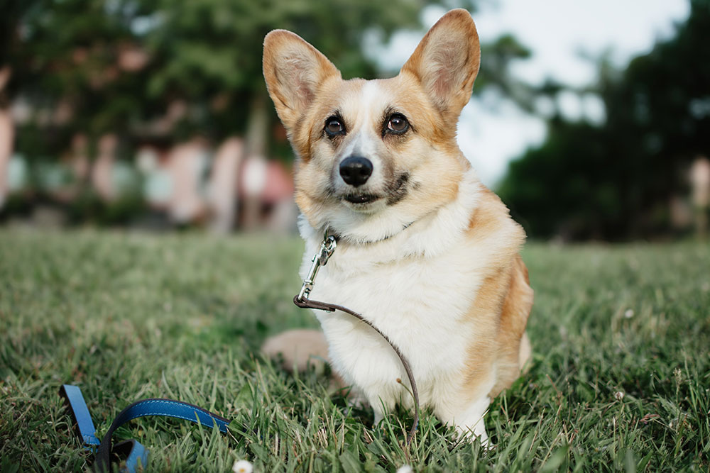 A tan-and-white corgi with large upright ears sits on green grass in a park, wearing a collar and leash, looking directly at the camera.
