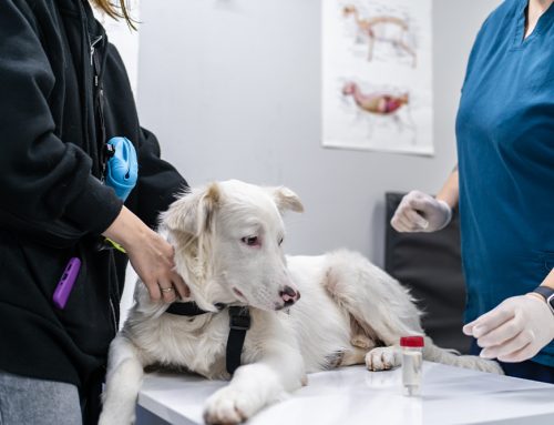 What Tests Belong in a Senior Dog or Cat Workup?