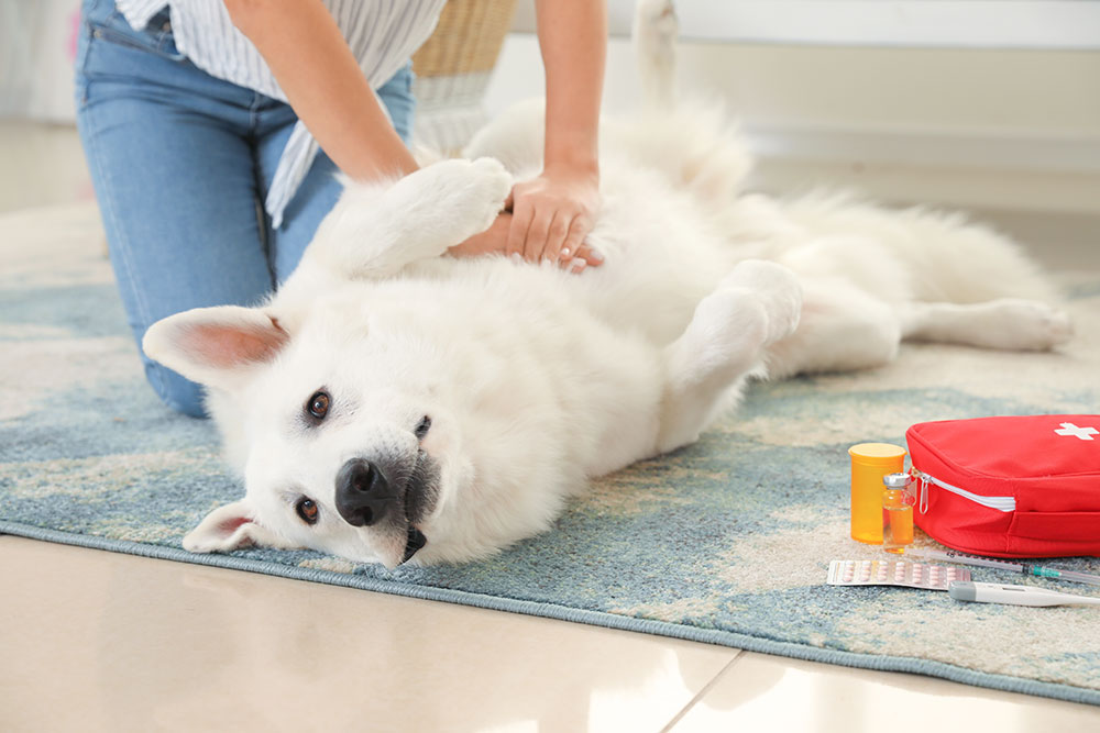 A person performs chest compressions on a large white dog lying on its side on a rug, with a red pet first-aid kit, medicine bottles, and medical supplies placed nearby.