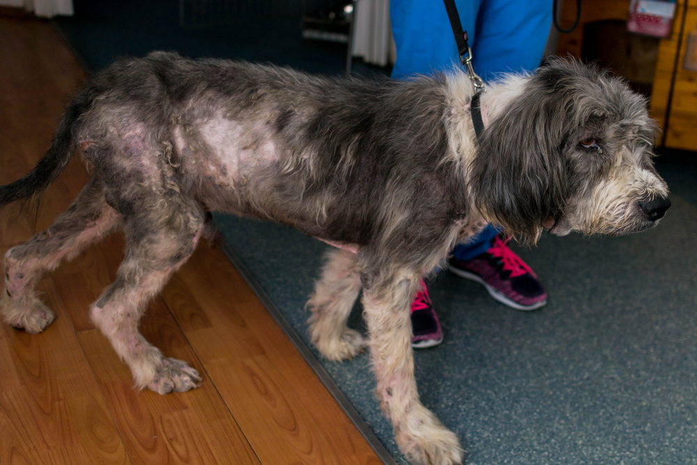A scruffy, long-haired dog with severe hair loss and red, irritated skin standing on a leash in a clinic.