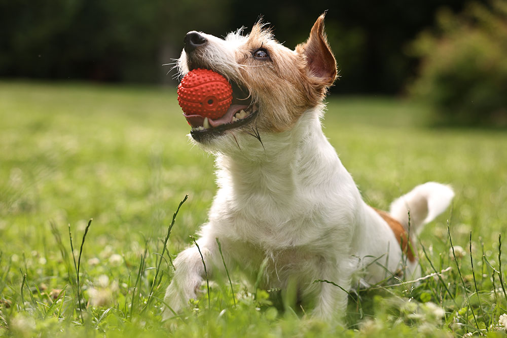 A small brown-and-white terrier stands on green grass outdoors, holding a red textured rubber ball in its mouth and looking upward.