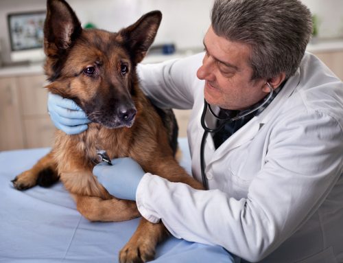 How Much Does Emergency Vet Care Cost, and Where Should You Go?