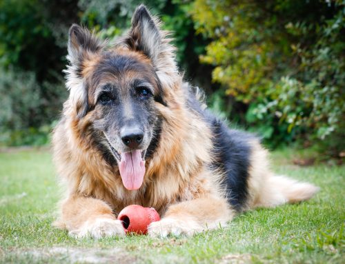 How to Care for Your Senior Pet