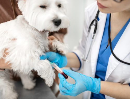 Decoding Your Pet’s Blood Work