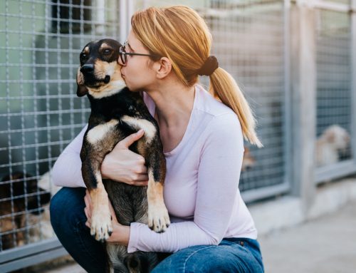 5 Tips for a Successful Pet Adoption