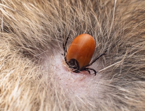 What to do if You Find a Tick on Your Pet