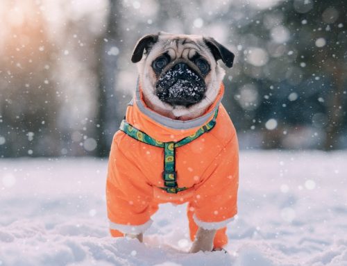 Pet Cold-Safety Do’s and Don’ts