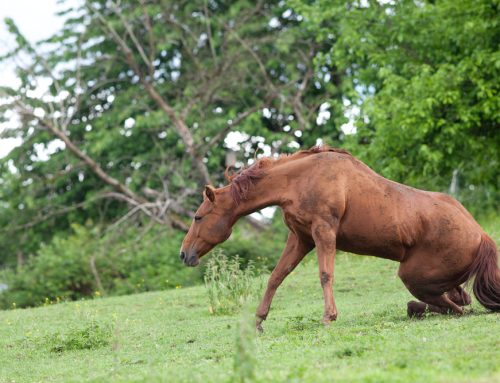 A Comprehensive Guide to Equine Lameness