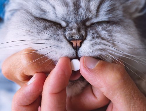 The Stress-Free Way to Give Your Pet Their Medication
