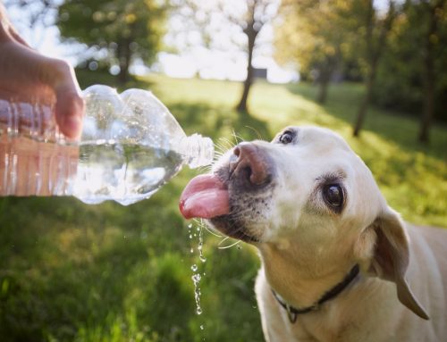 Made in the Shade: 10 Tips to Keep Your Pet Cool This Summer