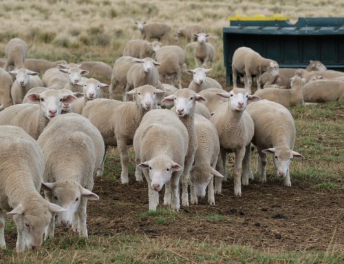 Small Ruminant Herd Health: Key Strategies for a Thriving Flock