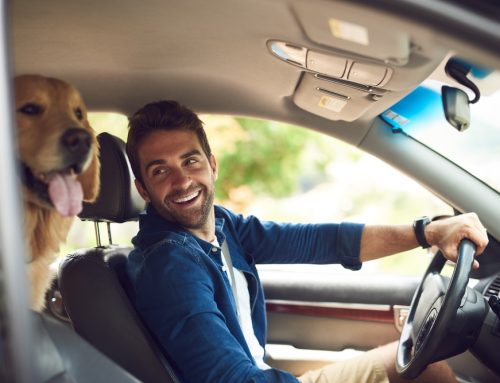 Emergency Pet Care After a Car Accident: What You Need to Know