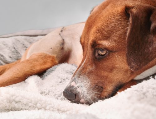 How to Help Your Pet Recover Comfortably After Orthopedic Surgery