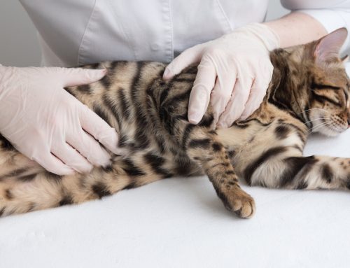 Signs Your Pet May Need Emergency Abdominal Surgery