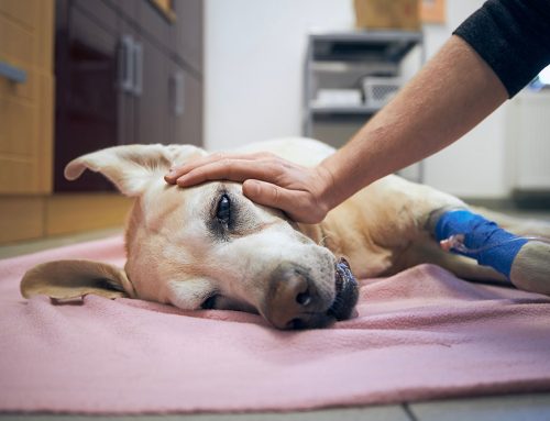 Understanding Internal Bleeding in Pets: Expert Insights from Alpine Animal Hospital