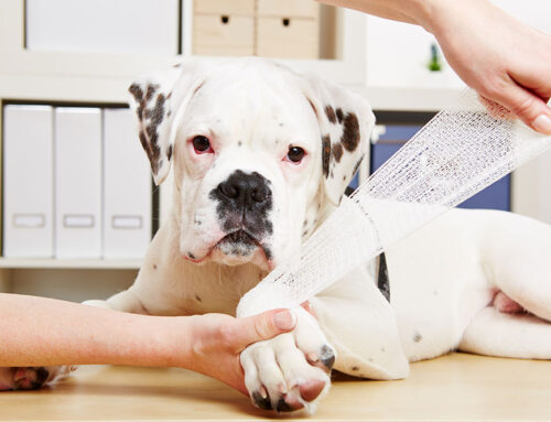 Recognizing Internal Injuries in Pets After Trauma