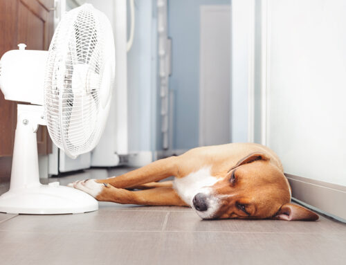 Urgent Care for Pets After Heatstroke