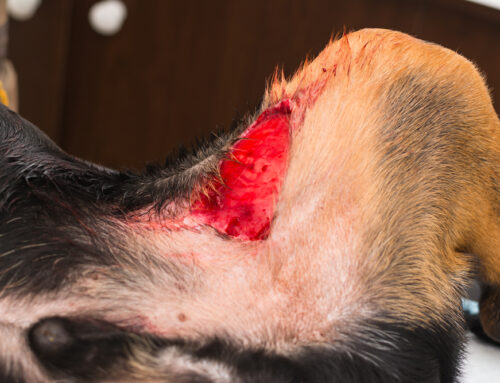Handling Pet Trauma from Car Accidents