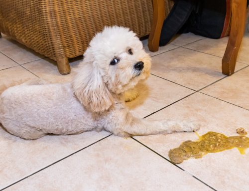 Chronic Vomiting: From Food Trials to GI Biopsy