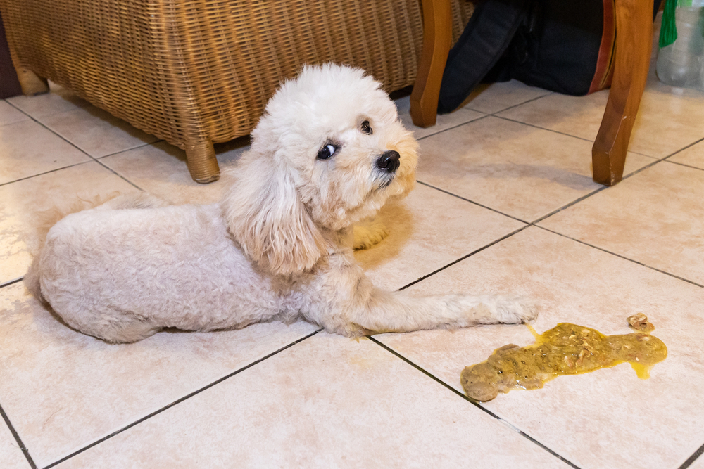 A small, white, fluffy dog looks up guiltily while lying on a tiled floor next to a puddle of yellowish-brown liquid diarrhea.