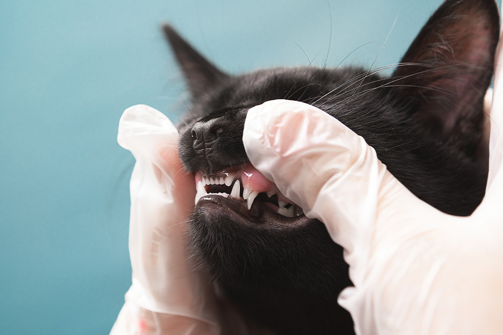 Cat receiving a dental check‑up at a veterinary clinic, veterinarian examining the cat’s teeth and gums for oral health.