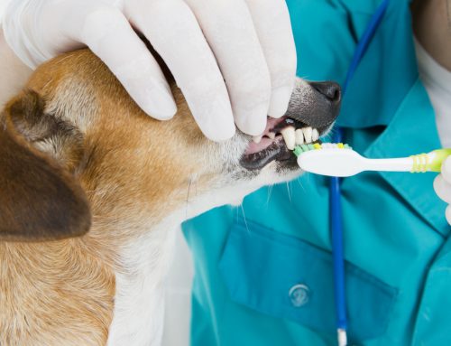 Dental Home Care That Works: Brushes, Wipes, and Gels