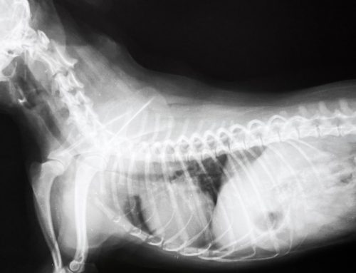 Collapsed Trachea in Small Dogs