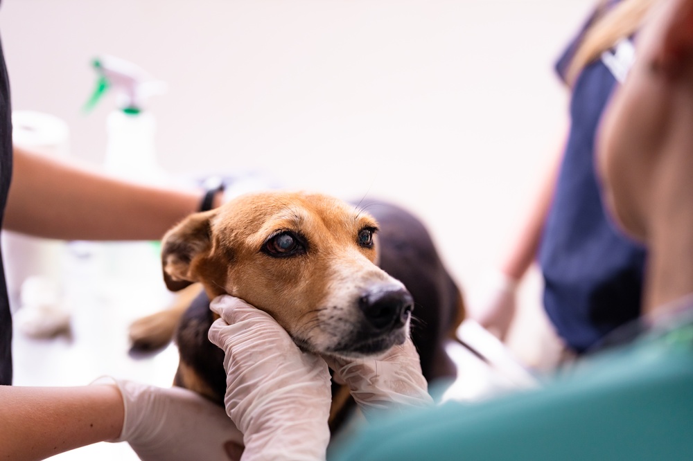 Small dog receiving veterinary examination at pet clinic