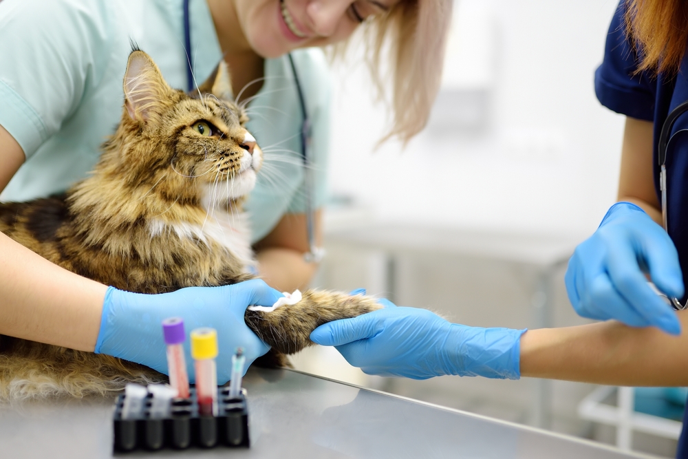 A fluffy tabby Maine Coon cat sitting on an examination table while veterinary professionals in blue gloves and scrubs hold its paw to draw blood or prepare an IV, with medical blood collection tubes visible in the foreground.