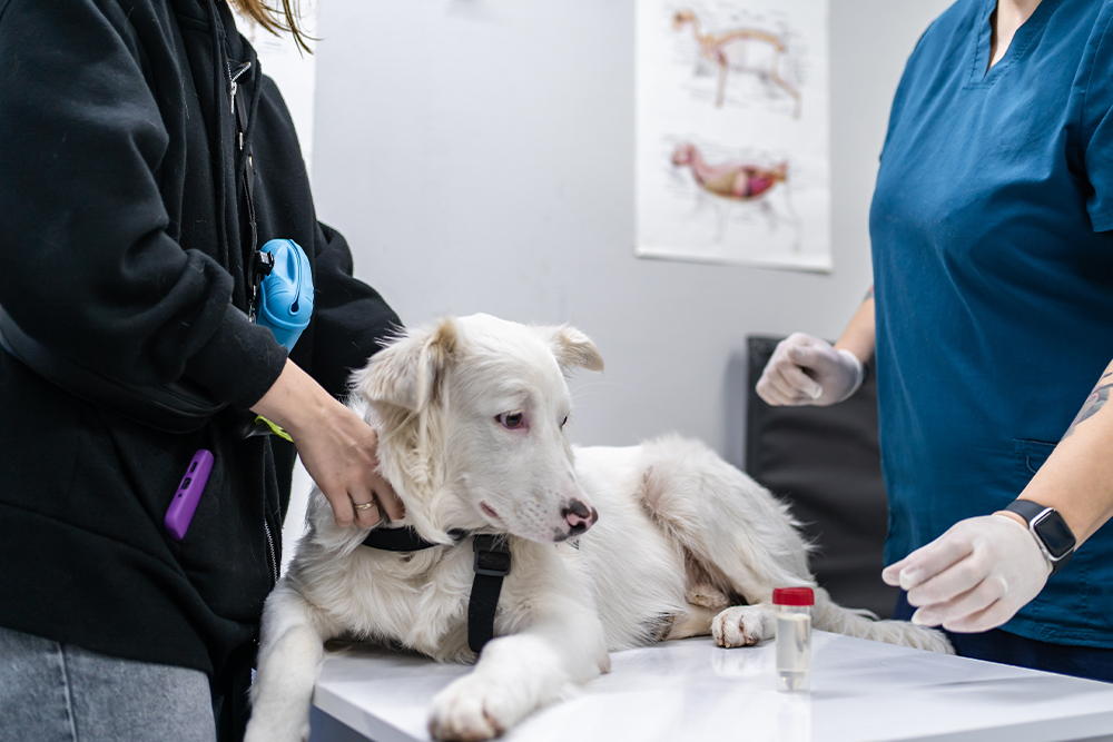 A white dog lying on an examination table at a vet clinic, being gently held by its owner while a veterinary professional in blue scrubs and gloves prepares to perform a checkup or medical procedure.