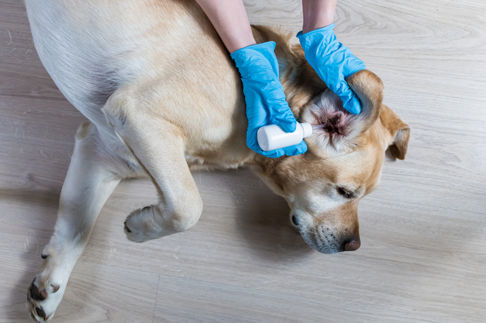Labrador receiving ear medication during treatment for an ear health condition.