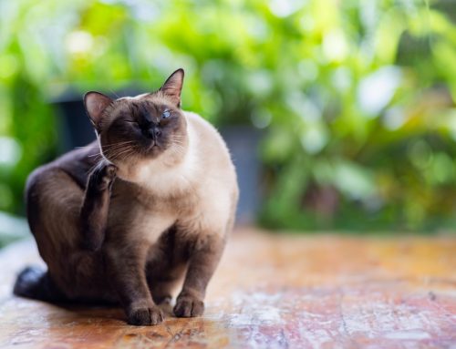 Is My Pet’s Head Shaking the First Sign of an Ear Infection?