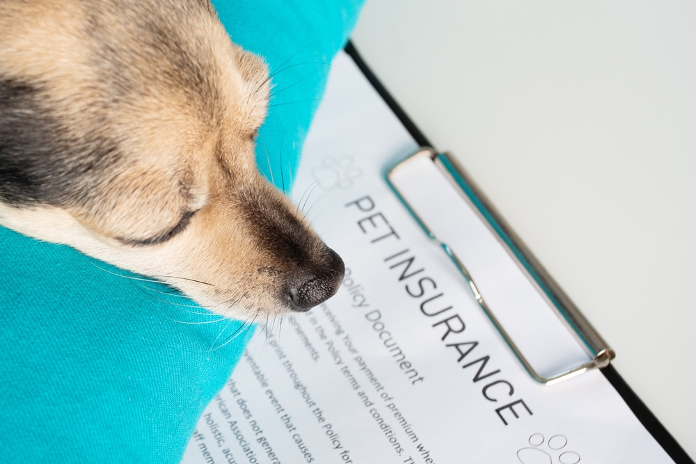 Cute dog sleeping beside an insurance policy, representing pet health insurance and financial protection for veterinary care.