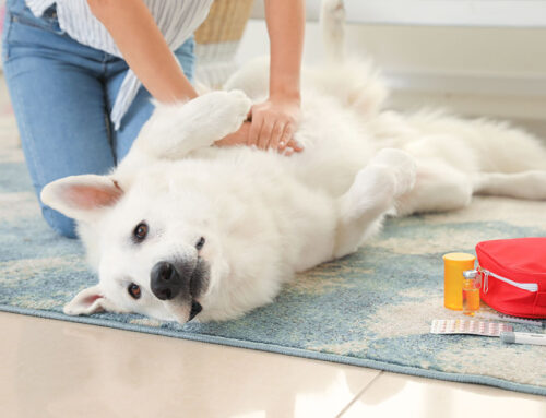 Handling Veterinary Emergencies During the Holidays